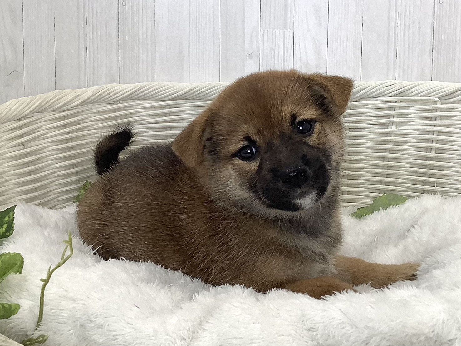 奈良県の柴犬(標準サイズ) (マルエスペット いかるが店/2026年8月17日生まれ/女の子/赤)の子犬の3枚目の画像