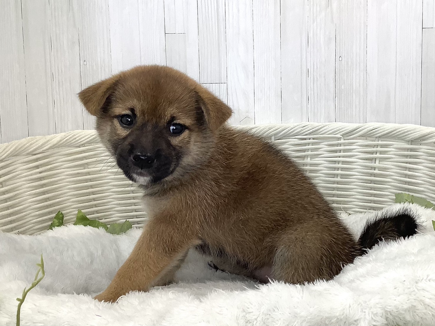 奈良県の柴犬(標準サイズ) (マルエスペット いかるが店/2026年8月17日生まれ/女の子/赤)の子犬の2枚目の画像