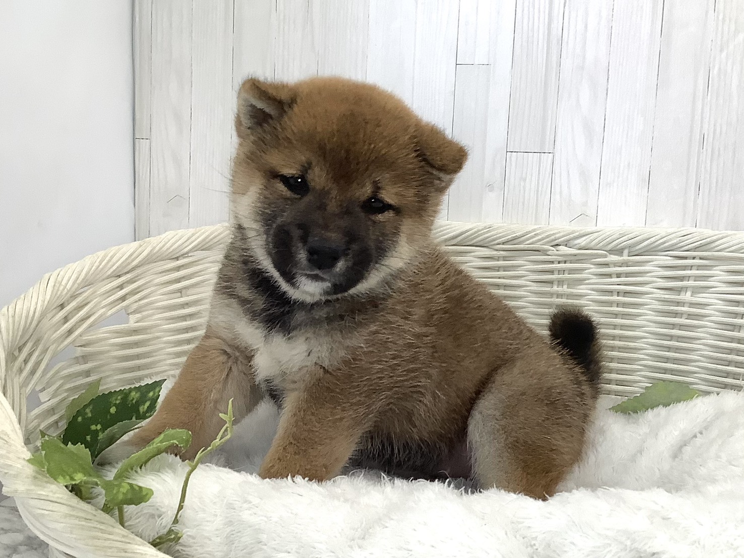 千葉県の柴犬(標準サイズ) (マルエスペット千鳥町店/2026年8月17日生まれ/女の子/赤)の子犬の3枚目の画像