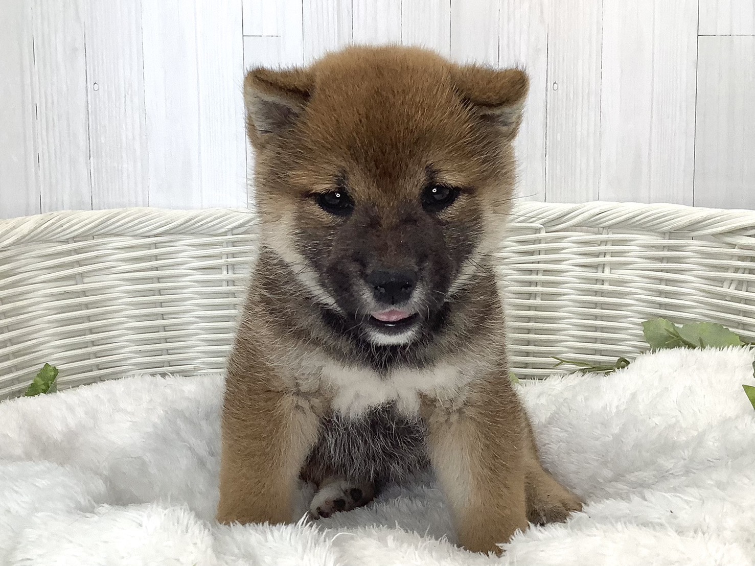 千葉県の柴犬(標準サイズ) (マルエスペット千鳥町店/2026年8月17日生まれ/女の子/赤)の子犬の2枚目の画像