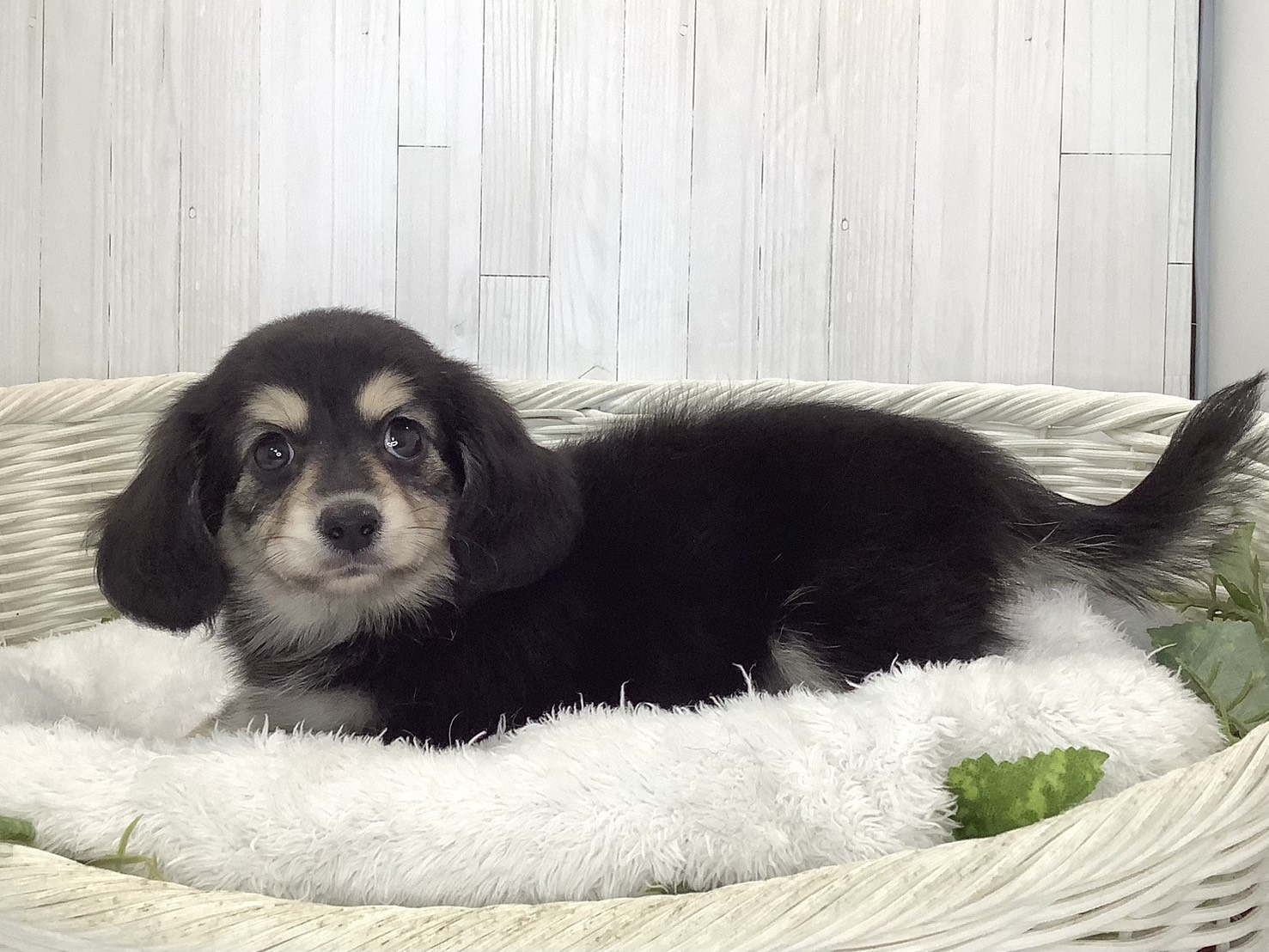静岡県のハーフ犬・ミックス犬 (マルエスペットホームアシスト店/2026年8月17日生まれ/女の子/ブラッククリーム)の子犬の3枚目の画像