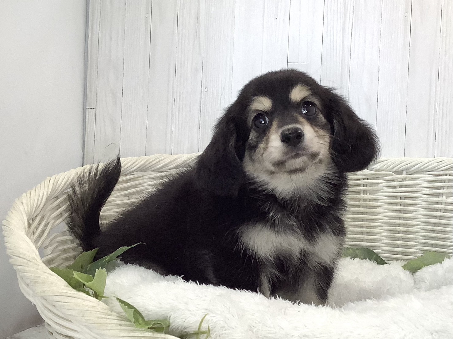静岡県のハーフ犬・ミックス犬 (マルエスペットホームアシスト店/2026年8月17日生まれ/女の子/ブラッククリーム)の子犬の2枚目の画像