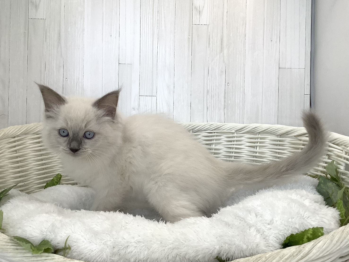 静岡県のラグドール (マルエスペットホームアシスト店/2026年8月8日生まれ/男の子/ブルーポイント)の子猫の3枚目の画像