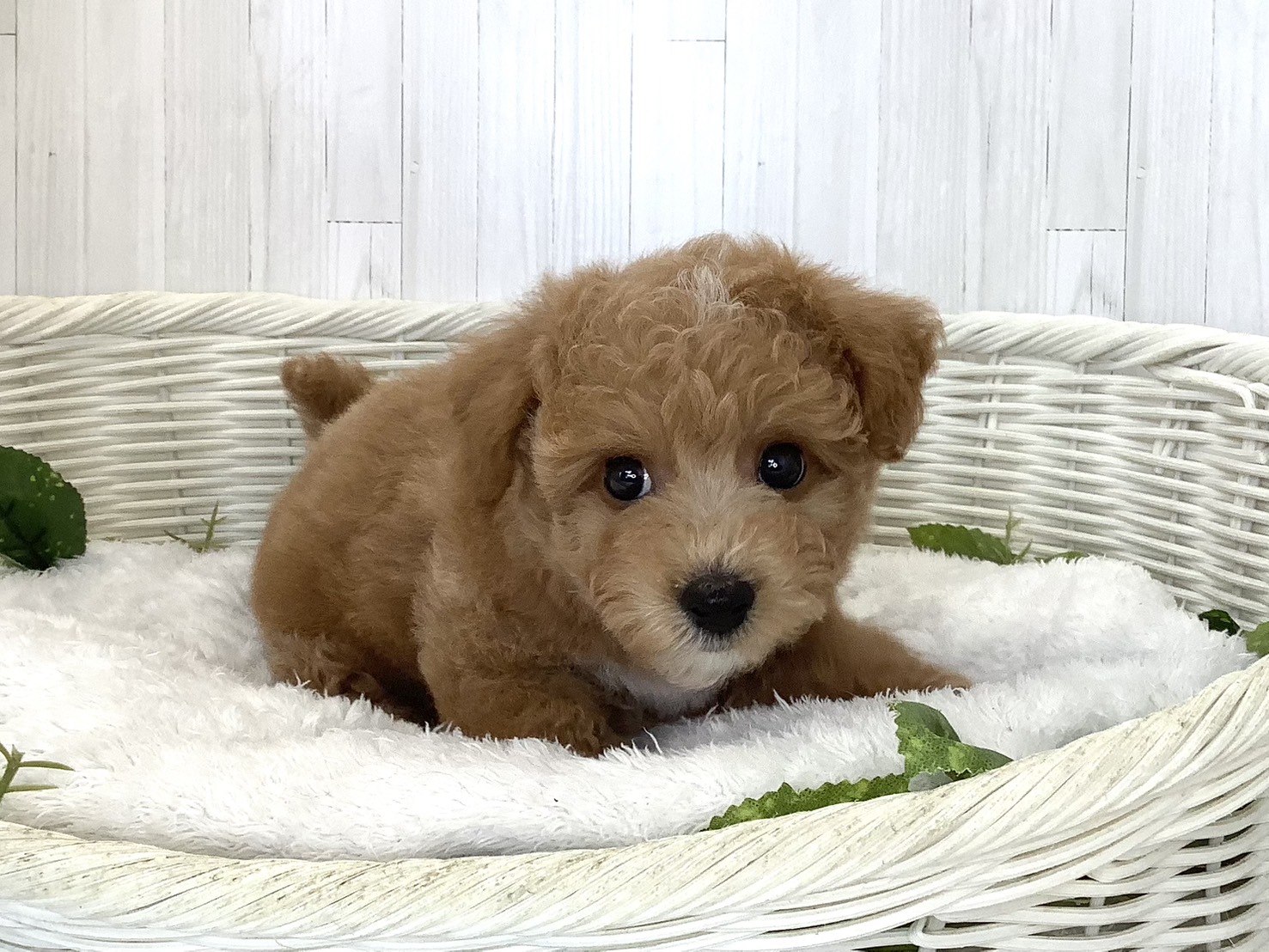 静岡県のハーフ犬・ミックス犬 (マルエスペット清水駒越店/2026年8月23日生まれ/男の子/アプリコット)の子犬の3枚目の画像