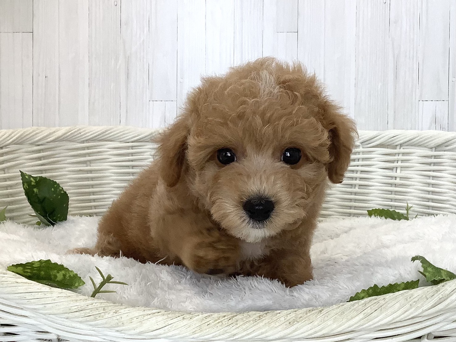 静岡県のハーフ犬・ミックス犬 (マルエスペット清水駒越店/2026年8月23日生まれ/男の子/アプリコット)の子犬の1枚目の画像