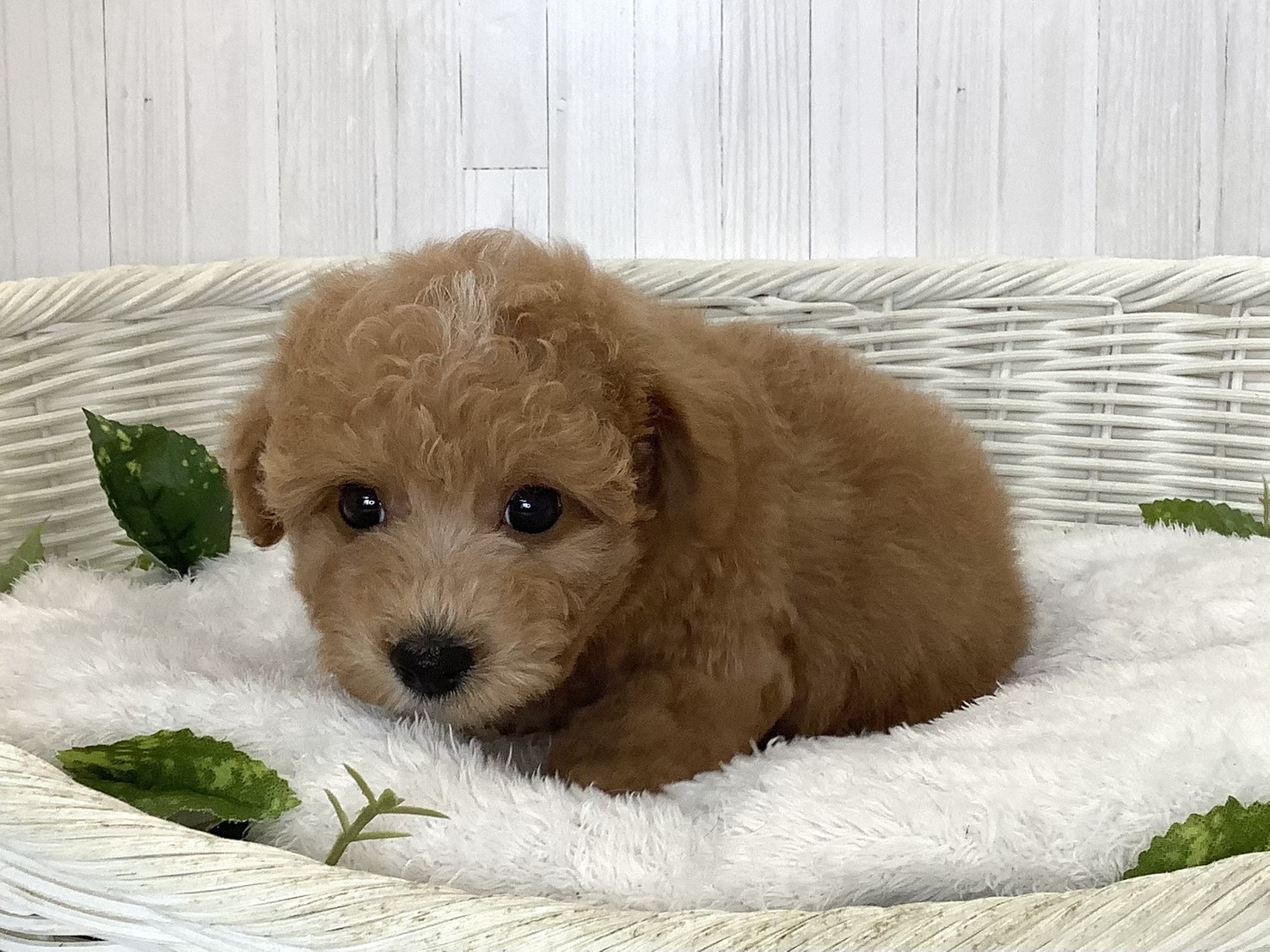 静岡県のハーフ犬・ミックス犬 (マルエスペット清水駒越店/2026年8月23日生まれ/男の子/アプリコット)の子犬の2枚目の画像
