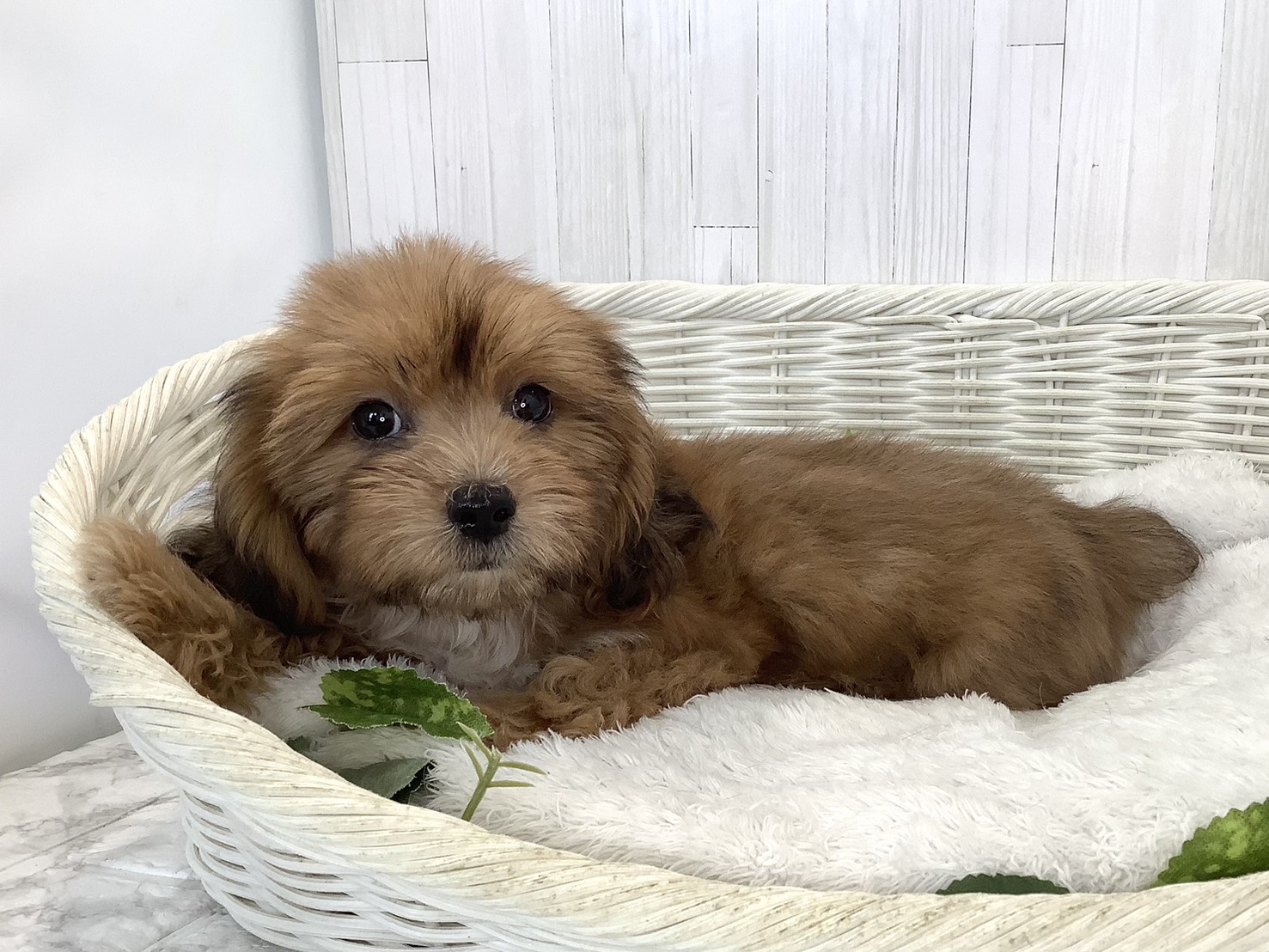 静岡県のハーフ犬・ミックス犬 (マルエスペット富士店/2026年8月15日生まれ/男の子/シェーデットレッド)の子犬の2枚目の画像