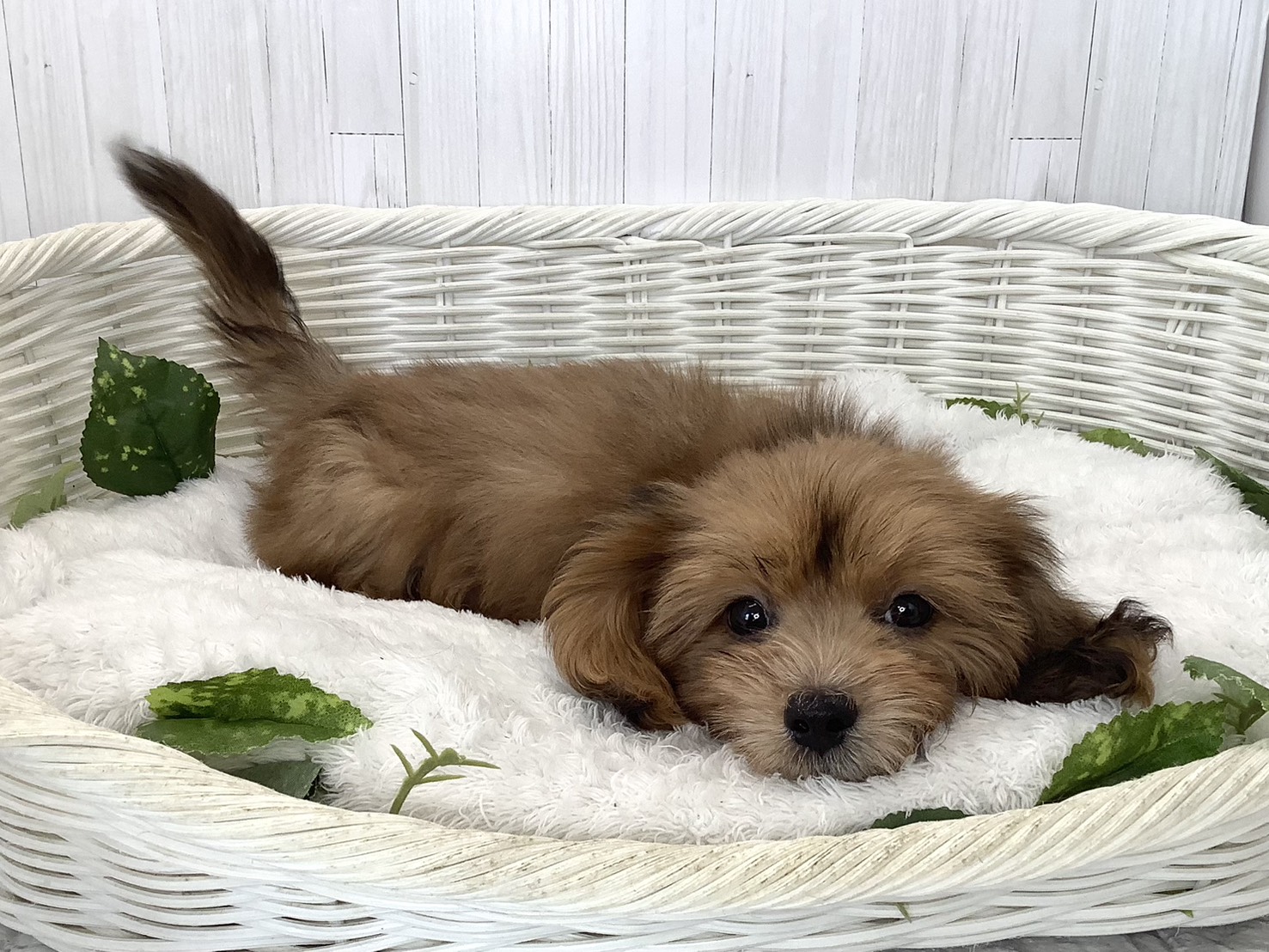 静岡県のハーフ犬・ミックス犬 (マルエスペット富士店/2026年8月15日生まれ/男の子/シェーデットレッド)の子犬の3枚目の画像
