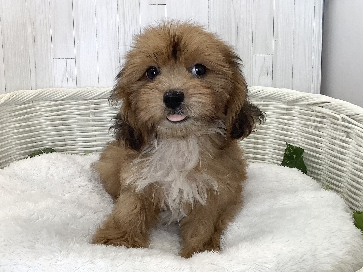 静岡県のハーフ犬・ミックス犬 (マルエスペット富士店/2026年8月15日生まれ/男の子/シェーデットレッド)の子犬の1枚目の画像