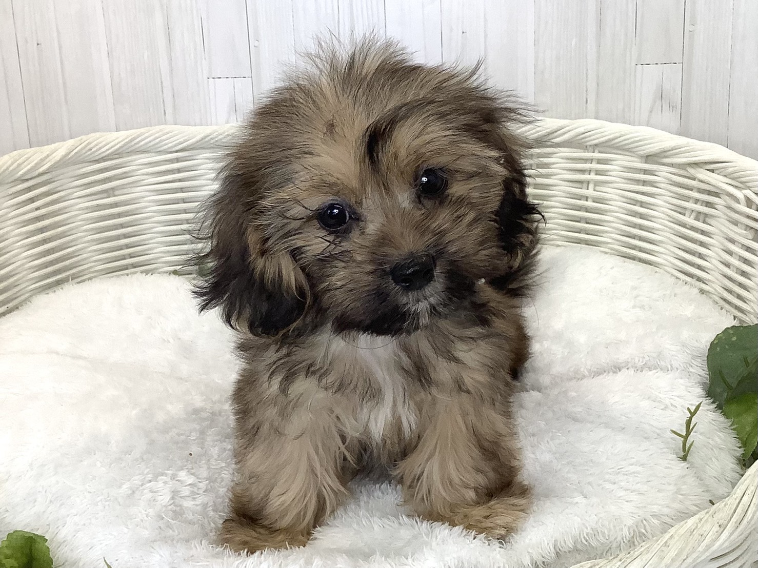 2026年8月15日生まれのハーフ犬・ミックス犬